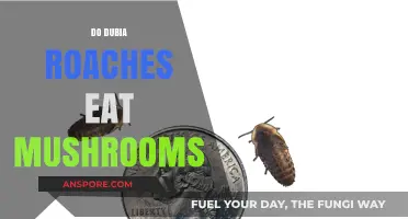 Can Dubia Roaches Eat Mushrooms? A Complete Dietary Guide