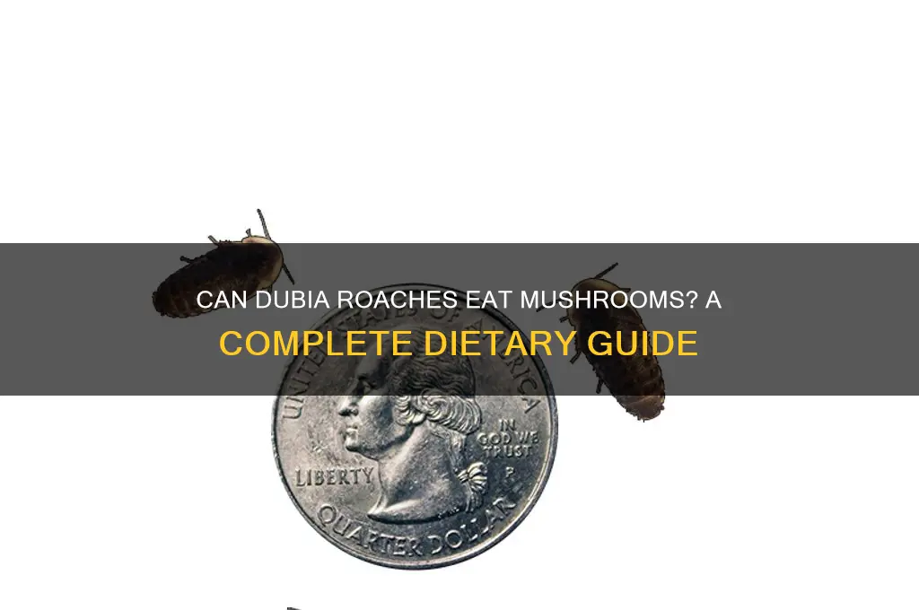 do dubia roaches eat mushrooms