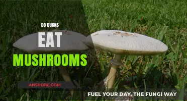 Can Ducks Safely Eat Mushrooms? A Comprehensive Guide for Owners