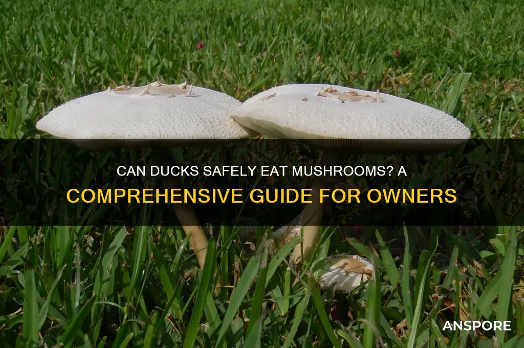 do ducks eat mushrooms