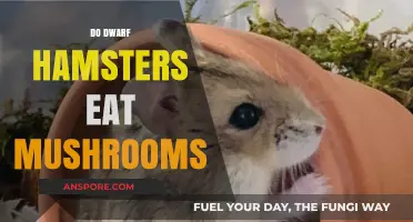 Can Dwarf Hamsters Safely Eat Mushrooms? A Complete Dietary Guide