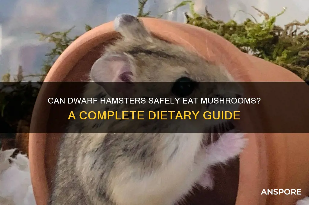 do dwarf hamsters eat mushrooms
