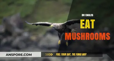 Do Eagles Eat Mushrooms? Unraveling the Truth About Their Diet
