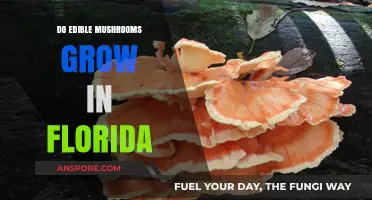 Exploring Florida's Forests: Can You Find Edible Mushrooms Here?