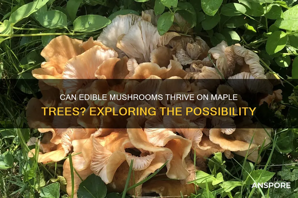 do edible mushrooms grow on maple trees