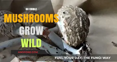 Exploring Nature's Bounty: Do Edible Mushrooms Grow Wild in Forests?