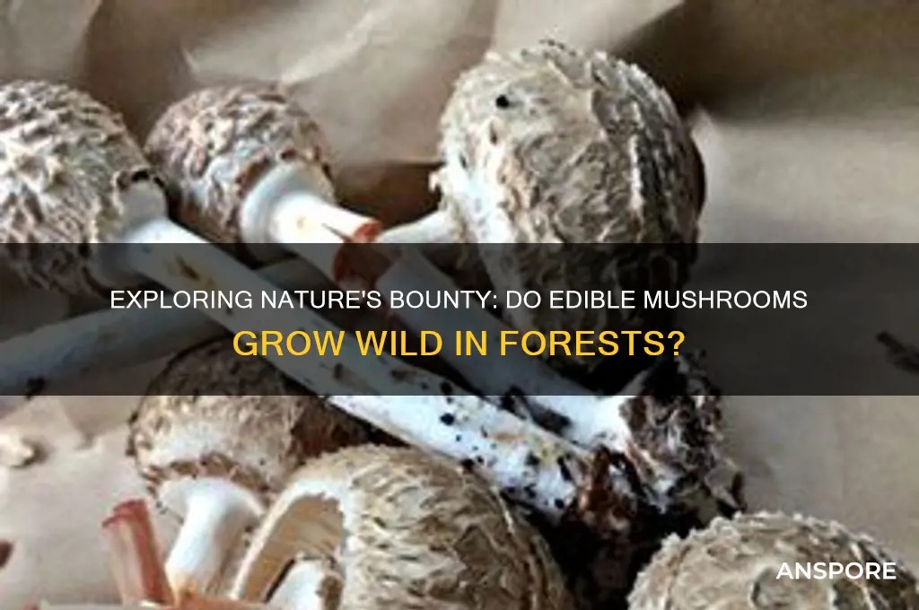 do edible mushrooms grow wild