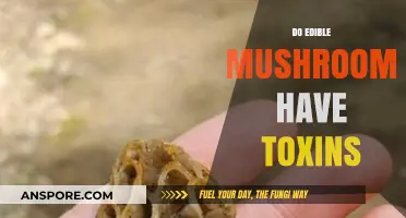 Are Edible Mushrooms Safe? Uncovering Hidden Toxins and Risks