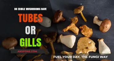 Do Edible Mushrooms Have Tubes or Gills? A Fungal Anatomy Guide