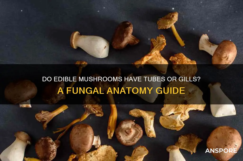 do edible mushrooms have tubes or gills