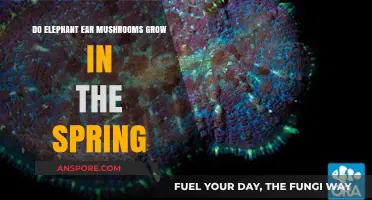 Spring Growth of Elephant Ear Mushrooms: A Seasonal Guide