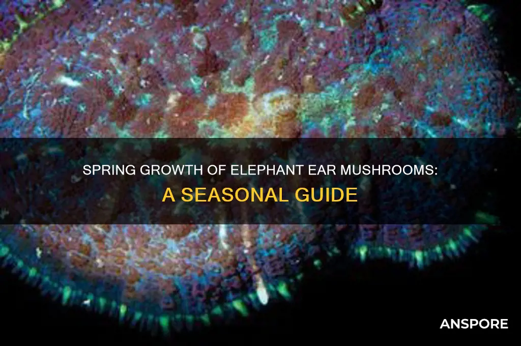 do elephant ear mushrooms grow in the spring