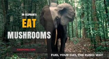 Do Elephants Eat Mushrooms? Unveiling Their Surprising Dietary Habits