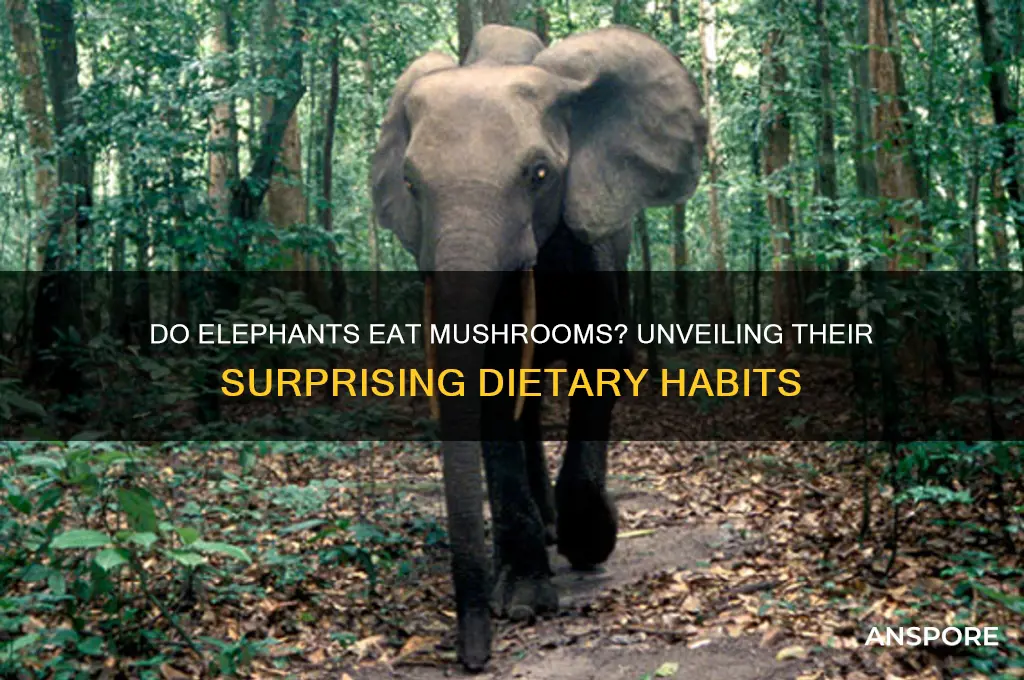 do elephants eat mushrooms