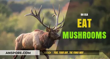 Do Elk Eat Mushrooms? Exploring Their Diet and Foraging Habits