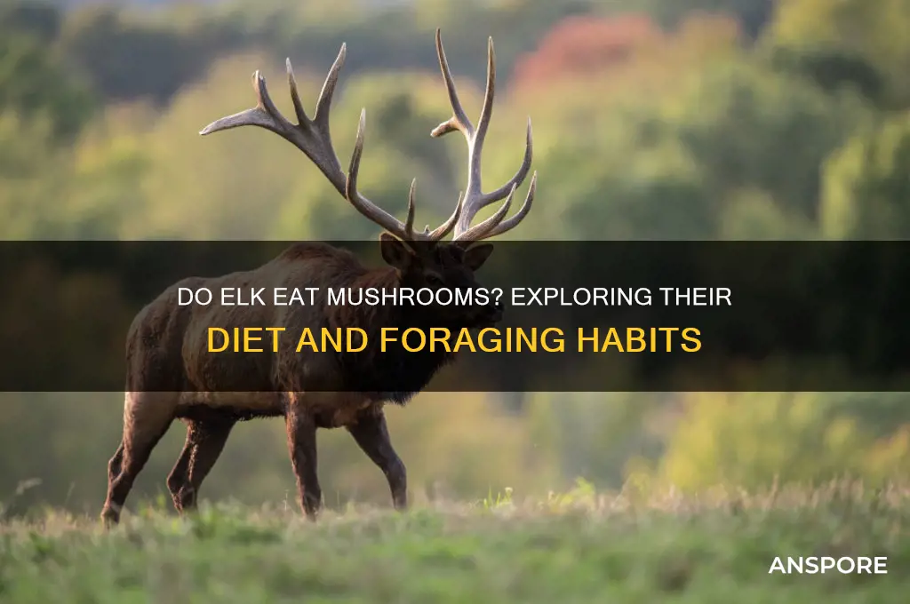 do elk eat mushrooms