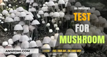 Mushroom Testing: What Employers Need to Know