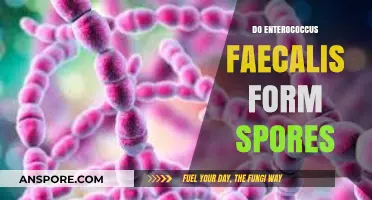 Does Enterococcus Faecalis Form Spores? Unraveling the Truth