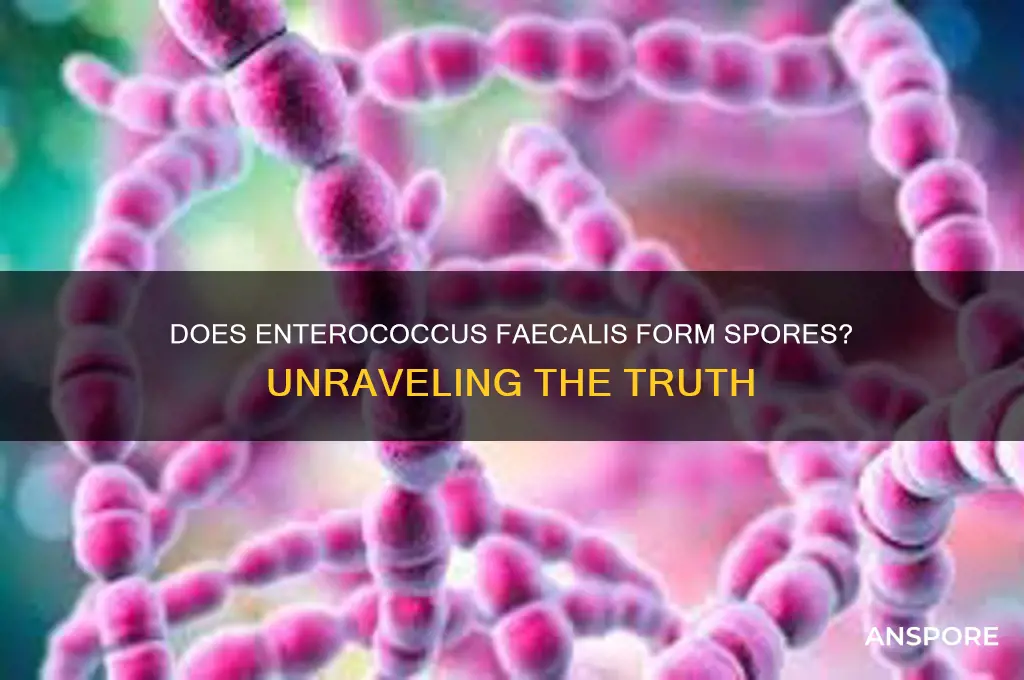 do enterococcus faecalis form spores