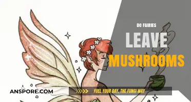 Fairies and Mushrooms: A Magical Relationship