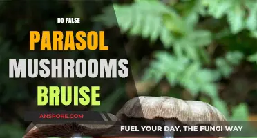 Parasol Mushrooms: Do They Bruise or Not?