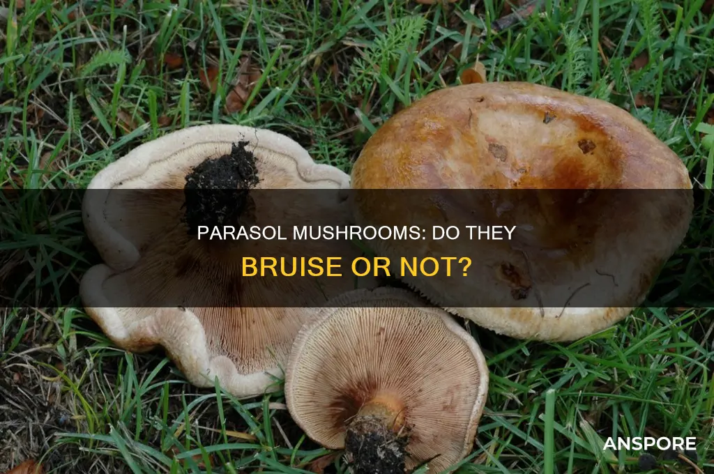 do false parasol mushrooms bruise