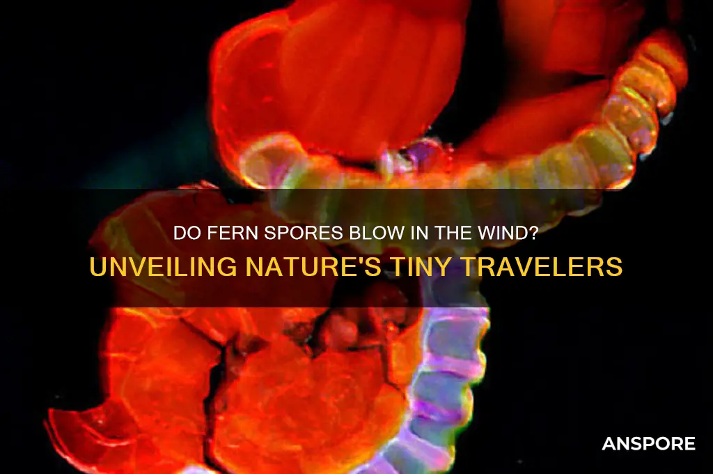 do fern spores blow in the wind