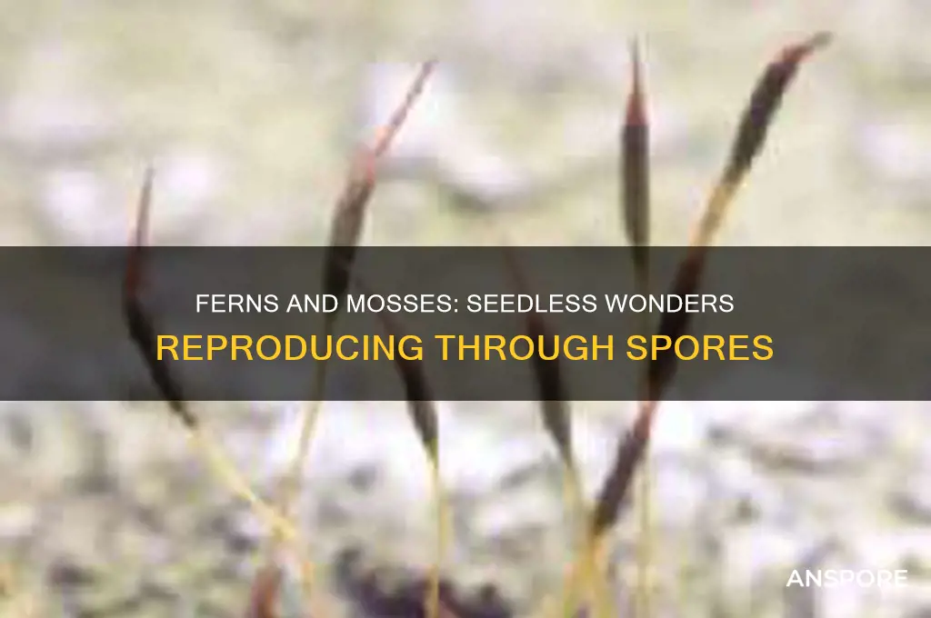 do ferns and mosses reproduce by seeds or spores
