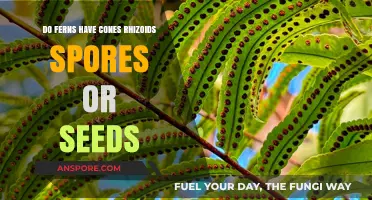 Ferns Unveiled: Exploring Cones, Rhizoids, Spores, and Seeds in Their Life Cycle