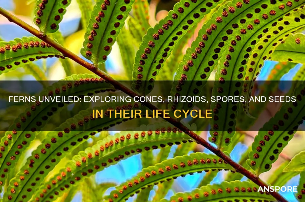 do ferns have cones rhizoids spores or seeds