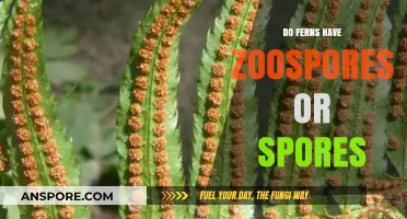 Ferns' Reproduction Mystery: Zoospores vs. Spores Explained