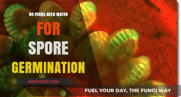 Do Ferns Need Water for Spore Germination? Unveiling the Truth