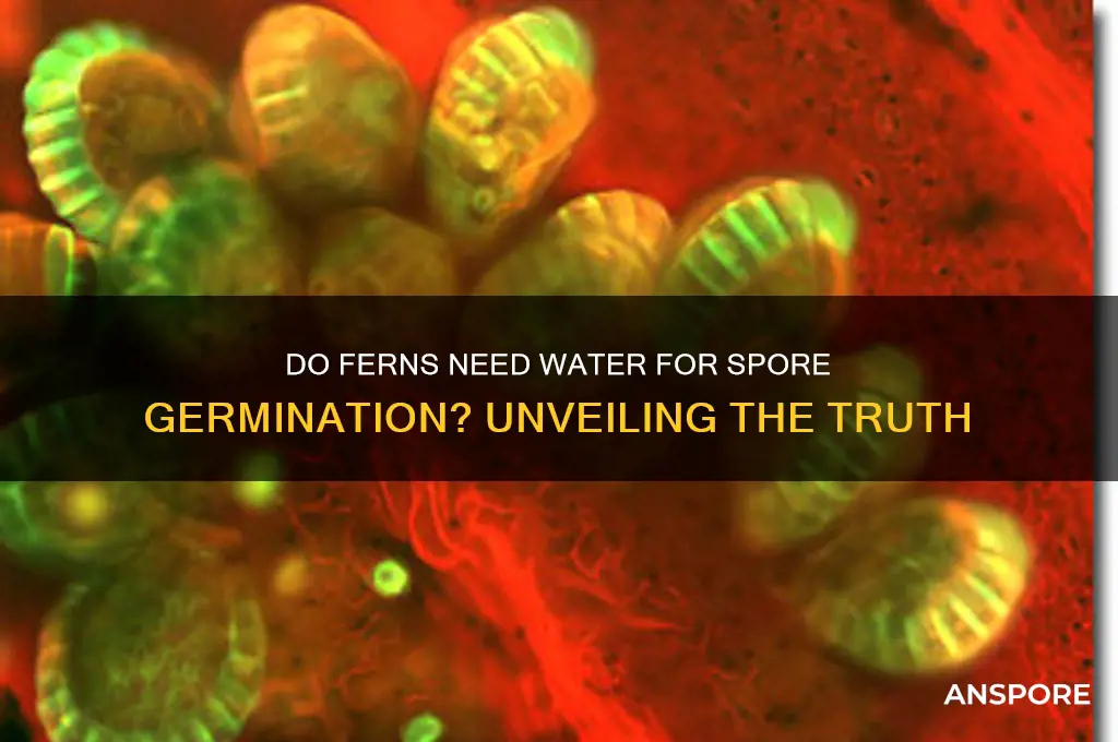 do ferns need water for spore germination