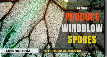 How Ferns Disperse Windblown Spores: Unveiling Their Unique Reproduction Process