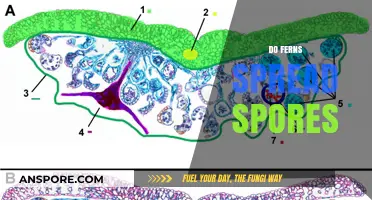 How Do Ferns Spread Spores? Unveiling Their Unique Reproduction Process