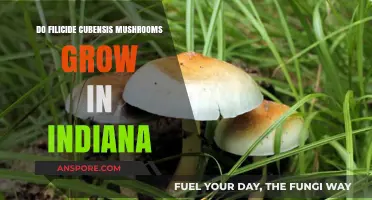 Do Filicide Cubensis Mushrooms Grow in Indiana? Exploring the Facts