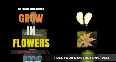 Do Flagellated Spores Thrive in Floral Environments? Exploring the Science
