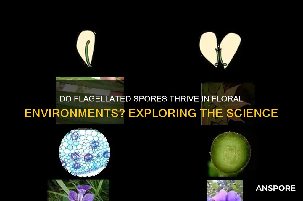 do flagelated spores grow in flowers