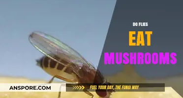 Do Flies Eat Mushrooms? Unveiling the Surprising Fungal Diet of Flies