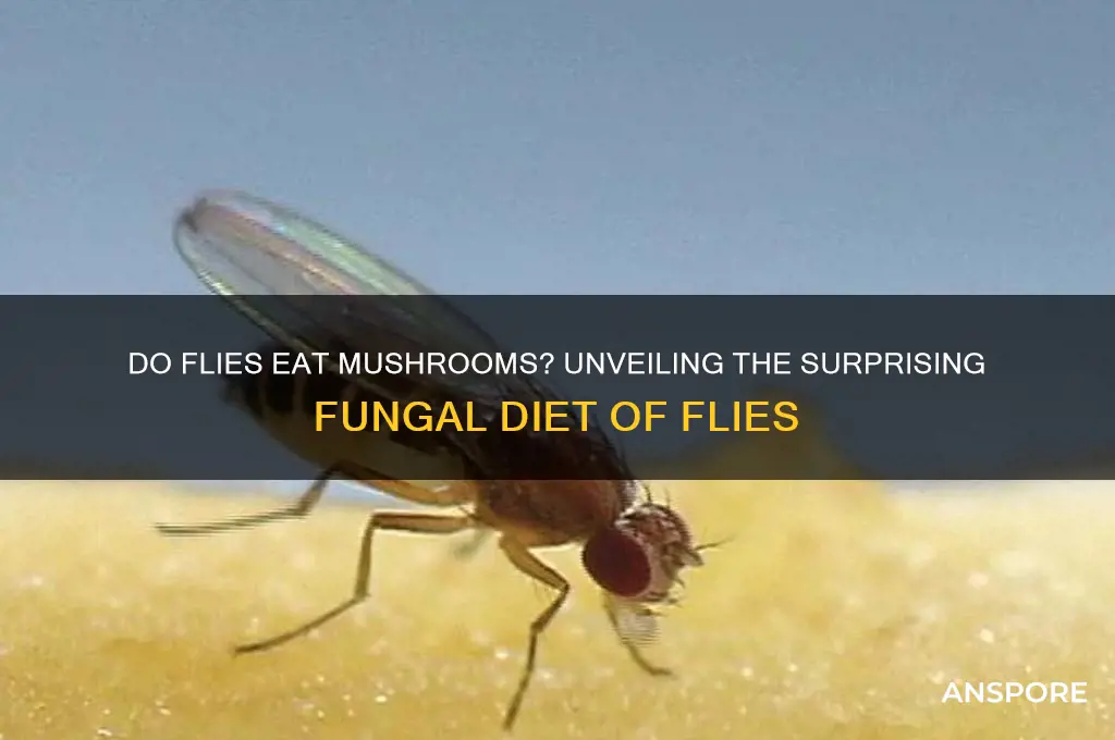 do flies eat mushrooms