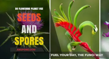 Flowering Plants: Seeds, Spores, or Both for Reproduction?