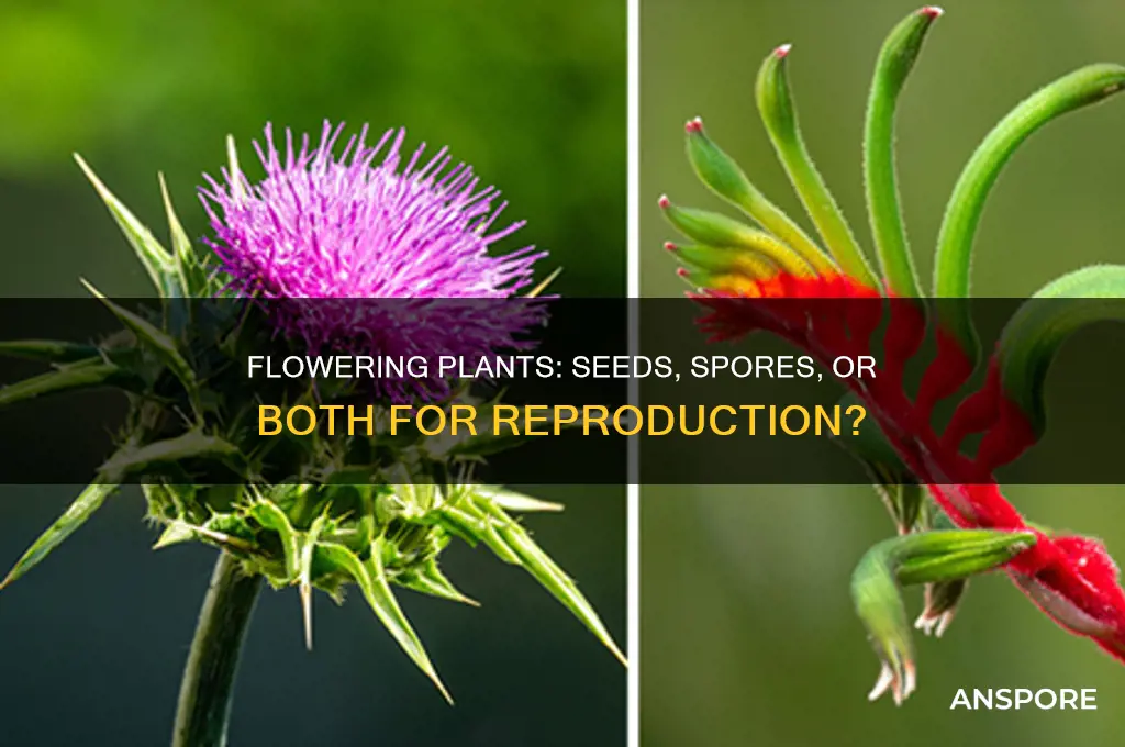 do flowering planst use seeds and spores