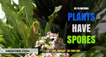 Do Flowering Plants Have Spores? Unveiling the Truth About Plant Reproduction