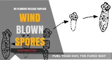 Do Flowers Release Haploid Wind-Blown Spores? Unraveling Plant Reproduction Myths