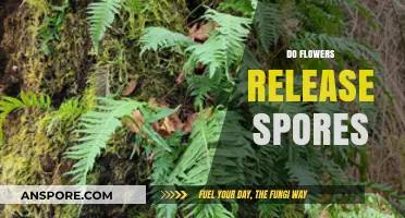 Do Flowers Release Spores? Unveiling the Truth About Floral Reproduction