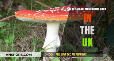 Do Fly Agaric Mushrooms Thrive in the UK's Forests?