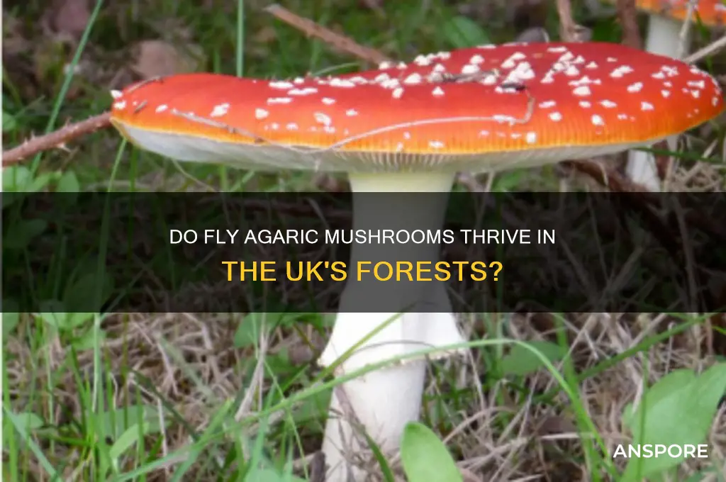 do fly agaric mushrooms grow in the uk