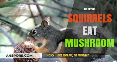 Do Flying Squirrels Eat Mushrooms? Exploring Their Unique Diet Habits