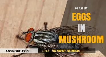 Do Flies Lay Eggs in Mushrooms? Uncovering the Truth Behind the Myth