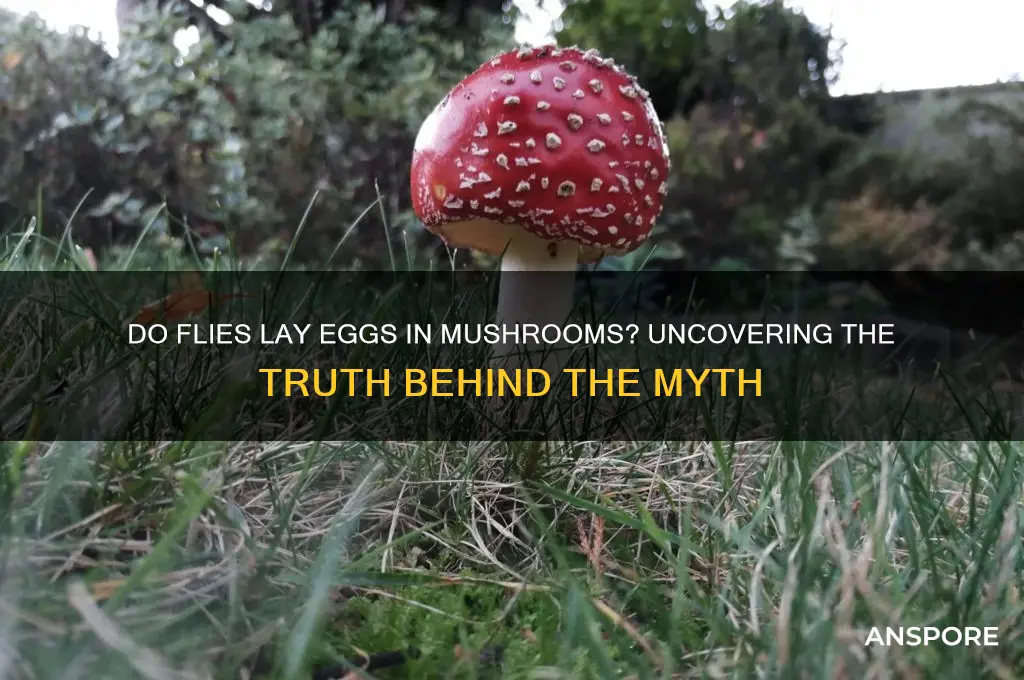 do flys lay eggs in mushrooms